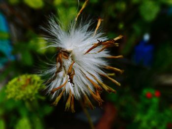 Close-up of white dandelion flower