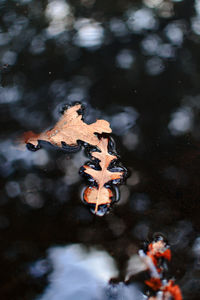 High angle view of leaves floating on lake