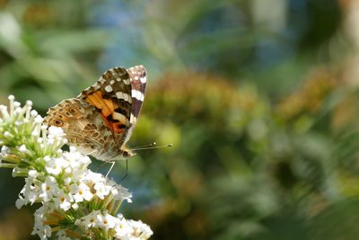 Close-up of butterfly pollinating on flower