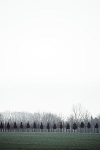 Trees on field against clear sky