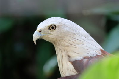 Close-up of eagle