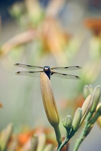 Close-up of insect on bud