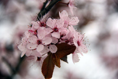 Close-up of pink cherry blossoms in spring