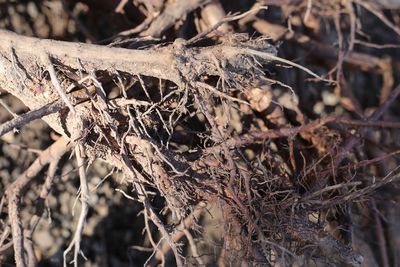 Close-up of dry branch