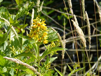 Close-up of yellow flowering plant