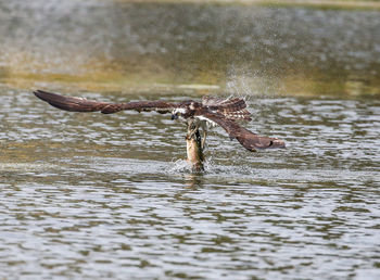 View of bird flying over water