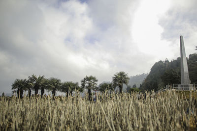 Panoramic view of palm trees on field against sky