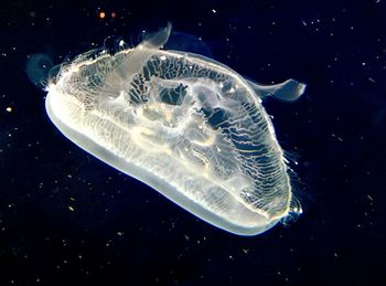 Jellyfish in sea