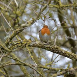 Low angle view of bird perching on branch