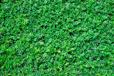 Full frame shot of fresh green field