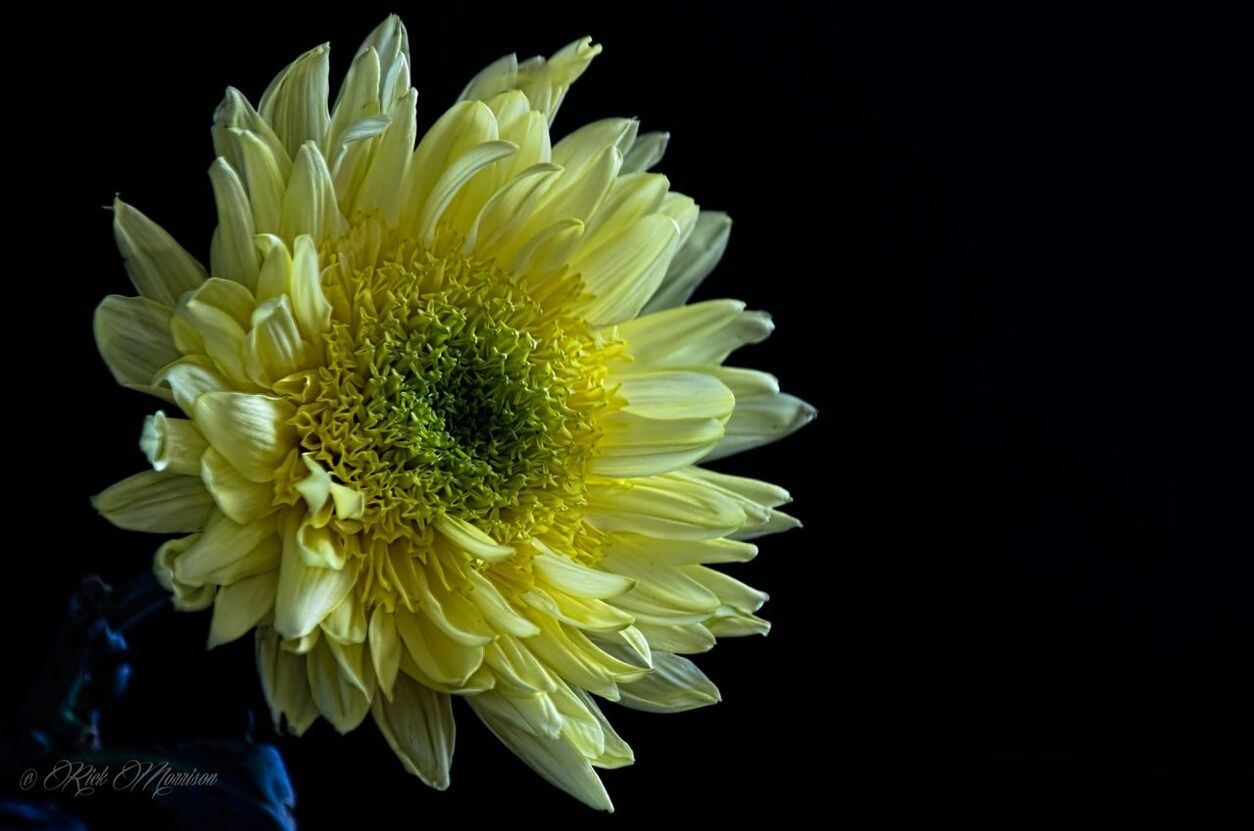 flower, black background, petal, freshness, studio shot, flower head, fragility, beauty in nature, close-up, nature, growth, night, copy space, single flower, blooming, pollen, yellow, plant, no people, daisy