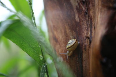 Close-up of snail crawling on bark