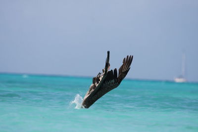Pelican diving into sea against sky