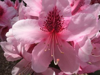 Close-up of pink flower