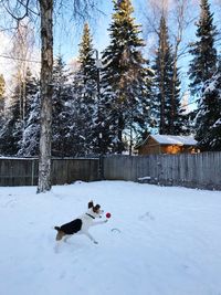 Dog on snow covered trees during winter