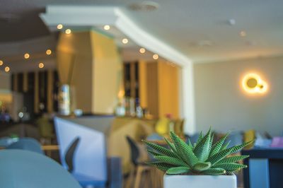 Close-up of illuminated potted plants on table in restaurant