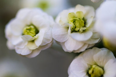 Close-up of white flowering plant