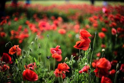 Red poppy blooming in field