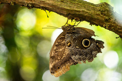 Close-up of butterfly on tree