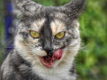 Close-up portrait of cat