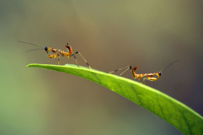 Close-up of baby mantis on leaf