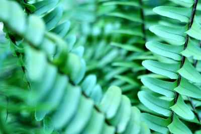 Full frame shot of green leaves