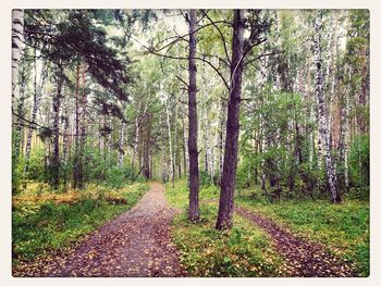 Footpath passing through forest
