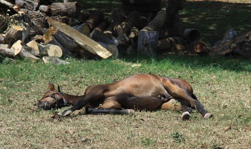 Horse resting on field