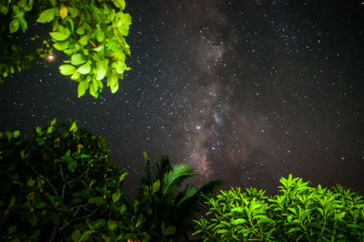 Scenic view of plants against sky at night