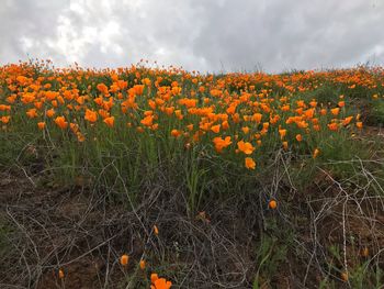 Yellow flowering plants on field against sky