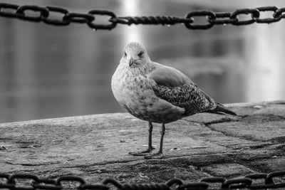 A seagull standing on the wall of a dock, the other side of the chains. taken in black and white.