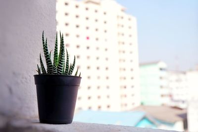 Close-up of potted plant on table