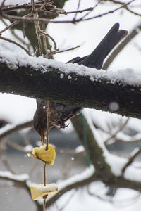 Close-up of wet tree during winter