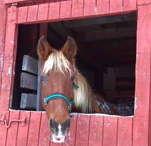 Horse in stable