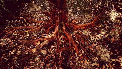 Close-up of dry leaves on tree trunk