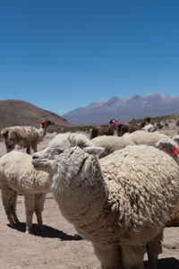 Sheep on a field