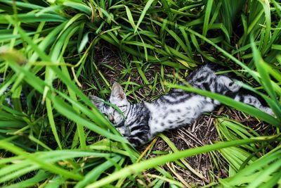 High angle view of kitten on field