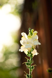 Close-up of white flowering plant