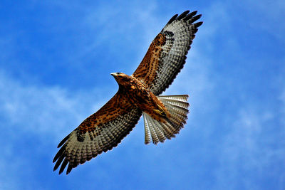 Low angle view of hawk flying against sky