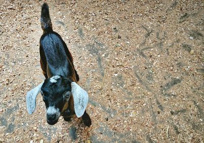 High angle view of dog on field