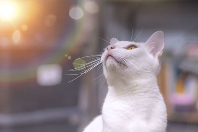 Close-up of a cat looking away