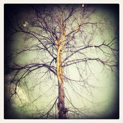 Bare trees against sky