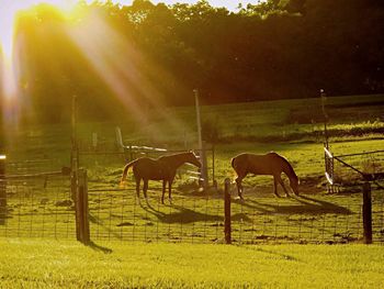 Horses grazing on field