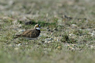 Close-up of bird perching on field