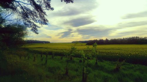 Scenic view of agricultural field against sky