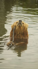 Lion swimming in lake