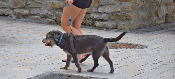 Low section of woman with dog standing on cobblestone