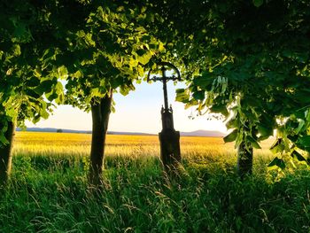 Scenic view of rural landscape