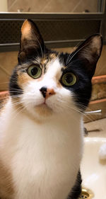 Close-up portrait of a cat at home