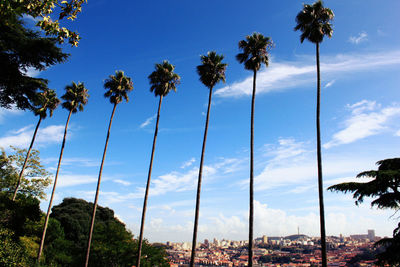 Palm trees against blue sky